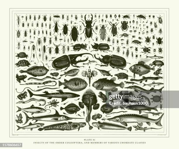 engraved antique, insects of the order coleoptera and members of various chordate classes engraving antique illustration, published 1851 - flounder stock illustrations