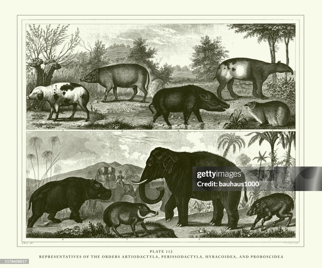 Engraved Antique, Representatives of the Orders Artiodactyla, Perissodactyla, Myracoidea and Proboscidea Engraving Antique Illustration, Published 1851