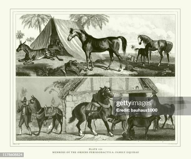 engraved antique, members of the order perissodactyla: family equidae engraving antique illustration, published 1851 - shire stallion stock illustrations