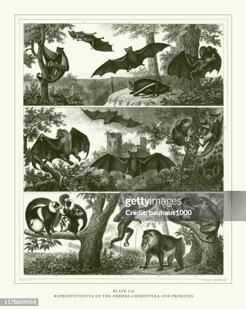 engraved antique, representatives of the orders chiroptera and primates engraving antique illustration, published 1851 - colugo stock illustrations