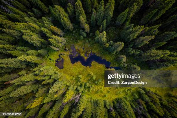 luftaufnahme von feuchtgebieten - canadian forest stock-fotos und bilder