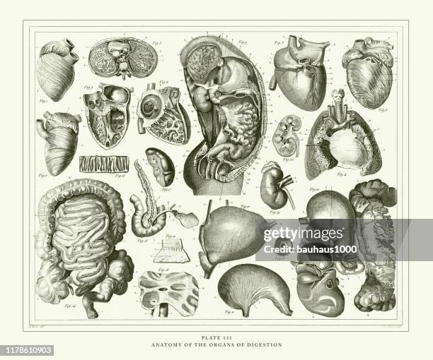 stockillustraties, clipart, cartoons en iconen met gegraveerde antieke, anatomie van de organen van de spijsvertering gravure antieke illustratie, gepubliceerd 1851 - lever inwendig orgaan