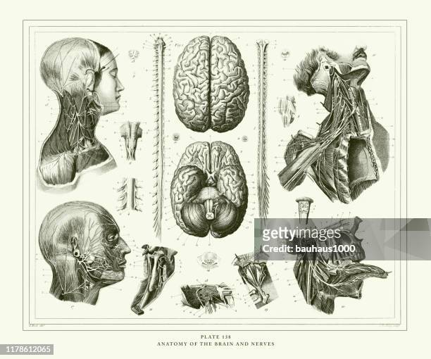 ilustraciones, imágenes clip art, dibujos animados e iconos de stock de grabado antiguo, anatomía del cerebro y nervios grabado ilustración antigua, publicado 1851 - cranial nerve