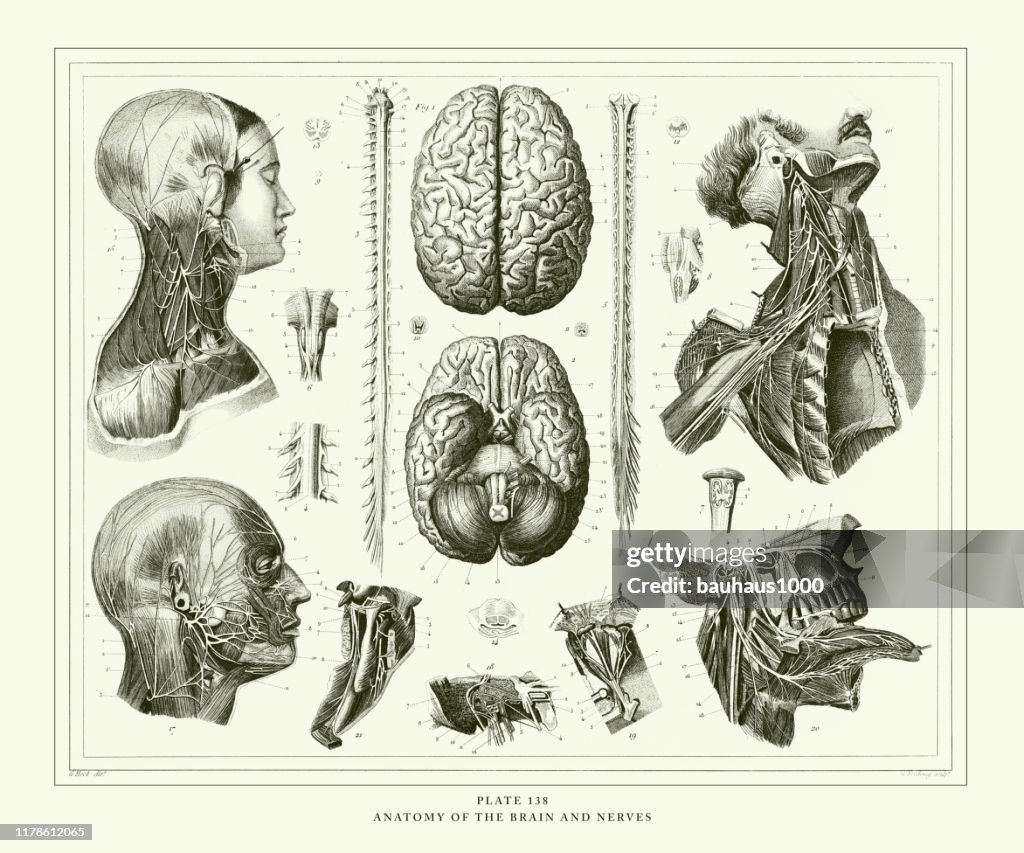 Engraved Antique, Anatomy of the Brain and Nerves Engraving Antique Illustration, Published 1851
