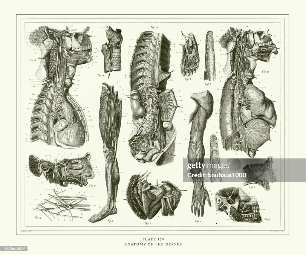 Engraved Antique, Anatomy of the Nerves Engraving Antique Illustration, Published 1851