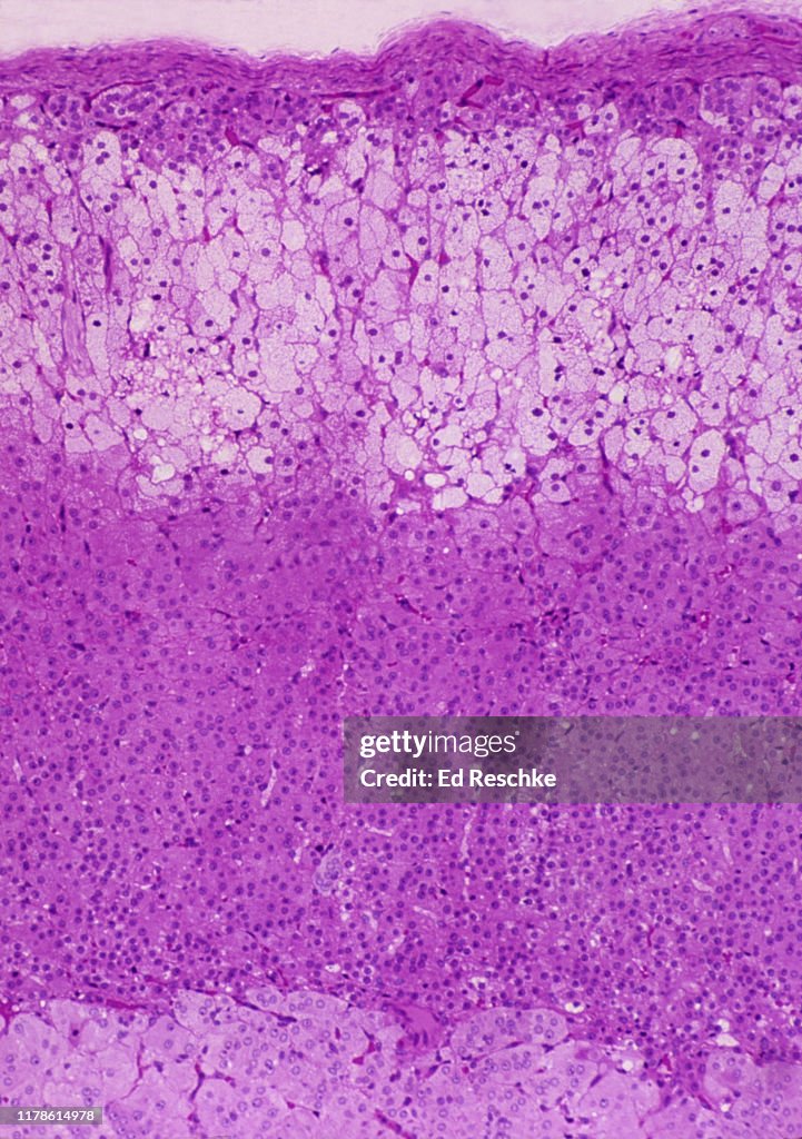 ADRENAL GLAND--CORTEX and MEDULLA, 50X