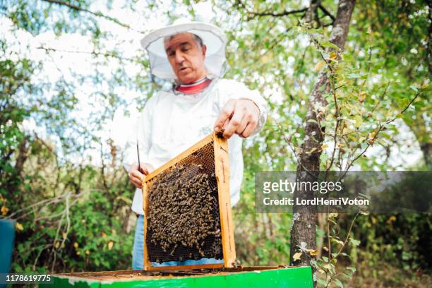 bee keeper opheffing van de plank uit hive - bee keeper stockfoto's en -beelden