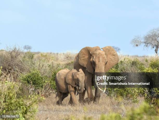 elephant family portrait in amboseli national park, kenya - elephant calf stock-fotos und bilder