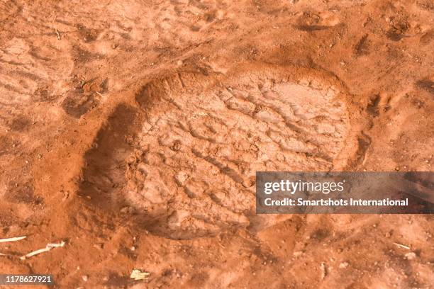 elephant footprint on ziwani reserve in tsavo national park, kenya - elephant foot stock pictures, royalty-free photos & images