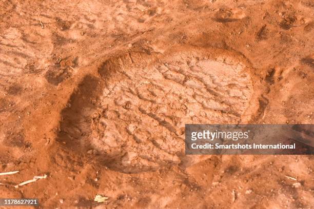 elephant footprint on ziwani reserve in tsavo national park, kenya - big foot 個照片及圖片檔