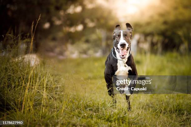 perro grande corriendo - gran danés fotografías e imágenes de stock