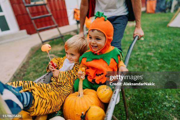 Baby Big Cats Photos and Premium High Res Pictures - Getty Images