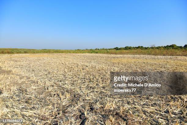 cracked soil in a paddy field during the dry season - see lake malawi stock-fotos und bilder