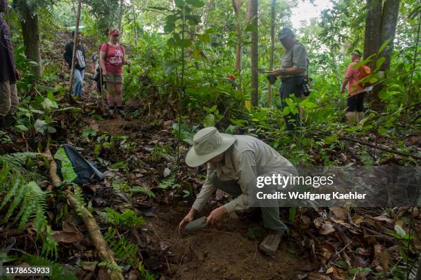 528 Planting Trees Rainforest Stock Photos, High-Res Pictures, and ...