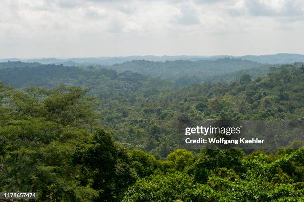 Overview of the regenerated rainforest at Samboja near Balikpapan, on Kalimantan, Indonesia.