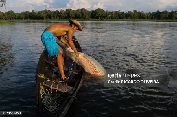 Fisherman takes out a large Pirarucu from the water, at the Piagacu-Purus Sustainable Development Reserve in Amazonas state, Brazil, on October 26,...