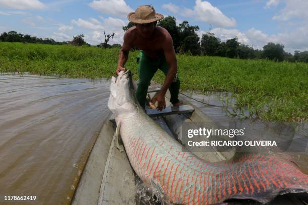 Fisherman takes out a large Pirarucu from the water, at the Piagacu-Purus Sustainable Development Reserve in Amazonas state, Brazil, on October 24,...