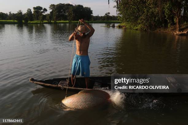 Fisherman takes out a large Pirarucu from the water, at the Piagacu-Purus Sustainable Development Reserve in Amazonas state, Brazil, on October 26,...