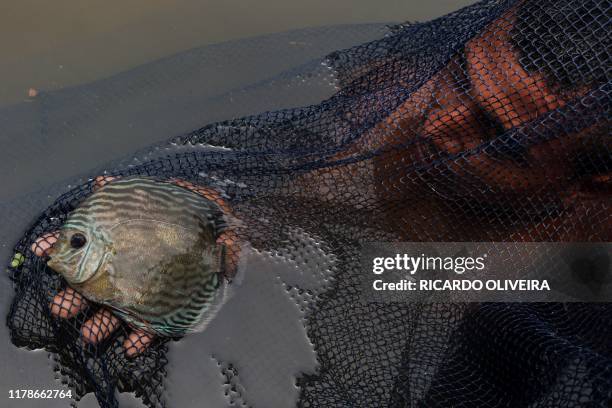 Local residents of the Piagacu-Purus Sustainable Development Reserve are seen catching the ornamental fish Acara-Disco , during the fishing season,...