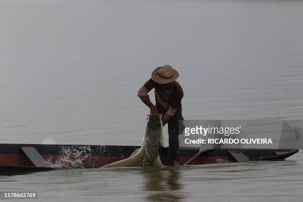 Fisherman prepares to take out from the water a large Pirarucus , at the Piagacu-Purus Sustainable Development Reserve in Amazonas state, Brazil, on...
