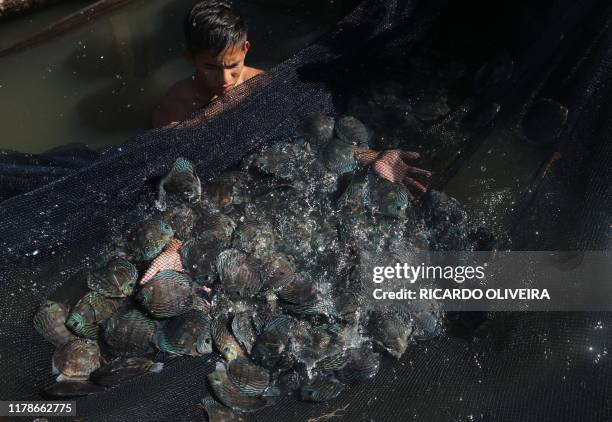 Local residents of the Piagacu-Purus Sustainable Development Reserve are seen catching the ornamental fish Acara-Disco , during the fishing season,...