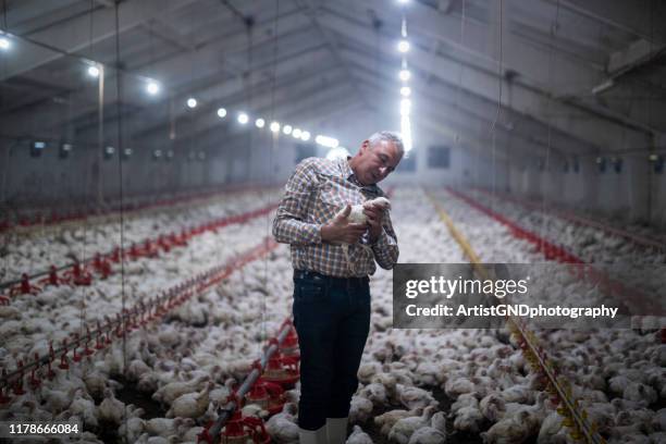 arbeiter in hühnerfarm. - huhn geflügelfleisch stock-fotos und bilder