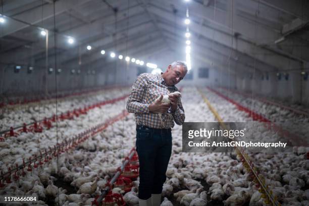 trabajadores manuales en granja de pollos. - gallina fotografías e imágenes de stock