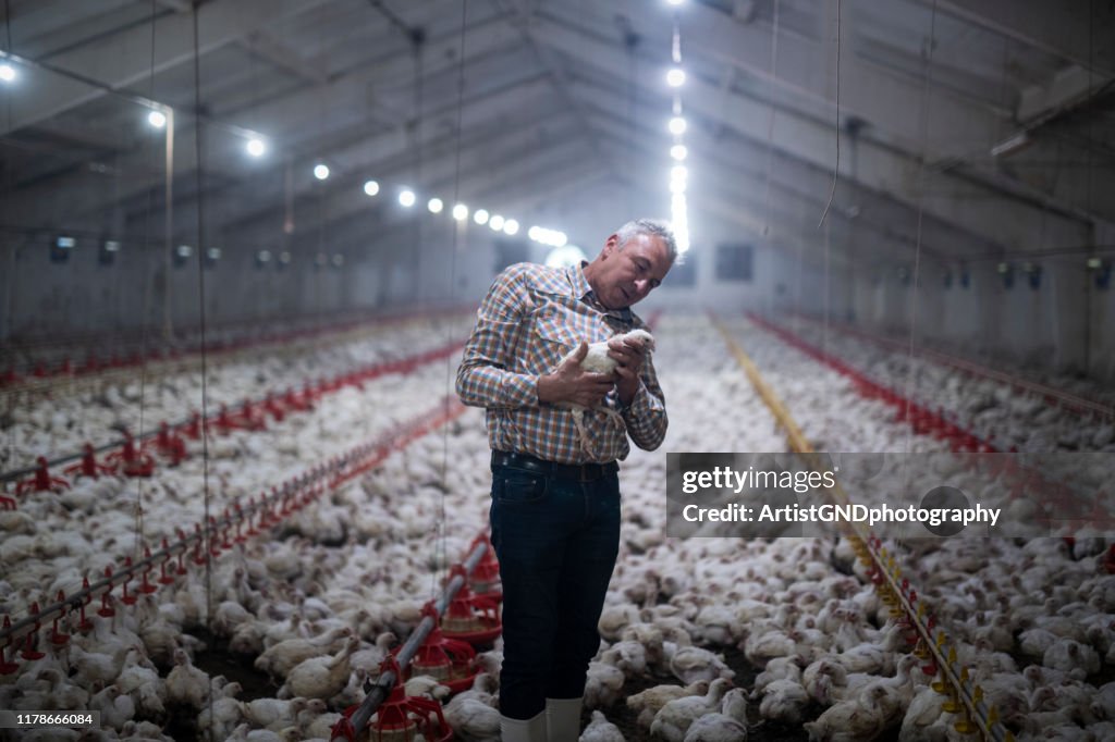 Manual workers in chicken farm.