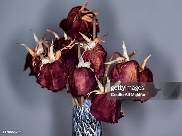 dried rose - ali rose stock pictures, royalty-free photos & images