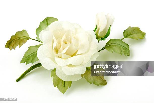 rose on white background - white rose flower stock pictures, royalty-free photos & images