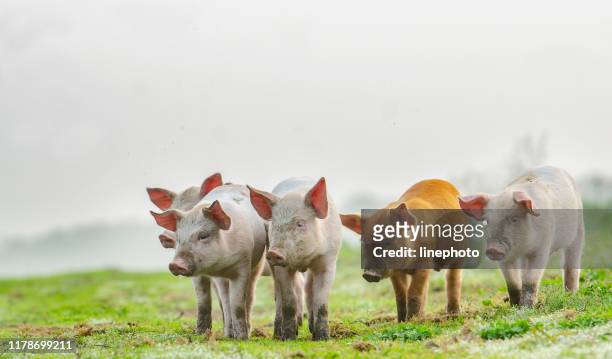 4 lechones de diferentes colores de pie frente al fotógrafo - cerdo fotografías e imágenes de stock