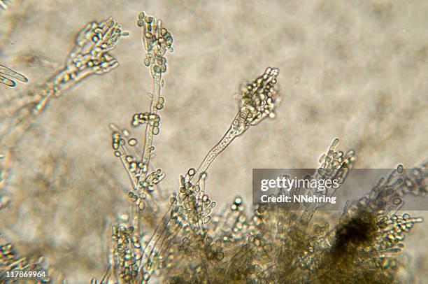 penicillium mold micrograph - conidiospore 個照片及圖片檔