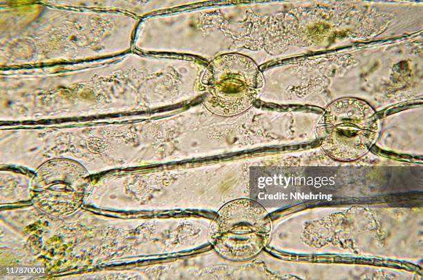 stomata of monocot micrograph - sterk-uitvergroot stockfoto's en -beelden