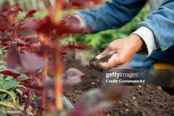 farmer - ecuador farm stock pictures, royalty-free photos & images