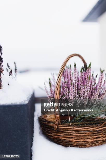 heathers in a basket in the snow - heather fotografías e imágenes de stock