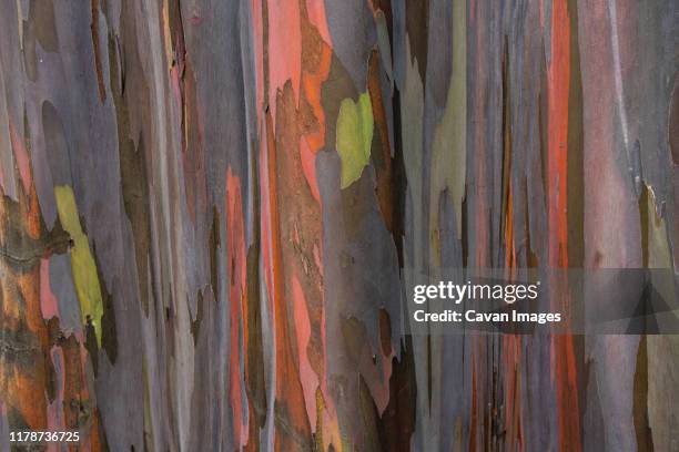 rainbow eucalyptus bark abstract - eucalyptus tree bark stock pictures, royalty-free photos & images