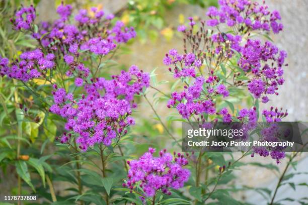 close-up image of the late summer flowering ironweed purple flowers also known as vernonia fasciculata - fasciculata stock pictures, royalty-free photos & images