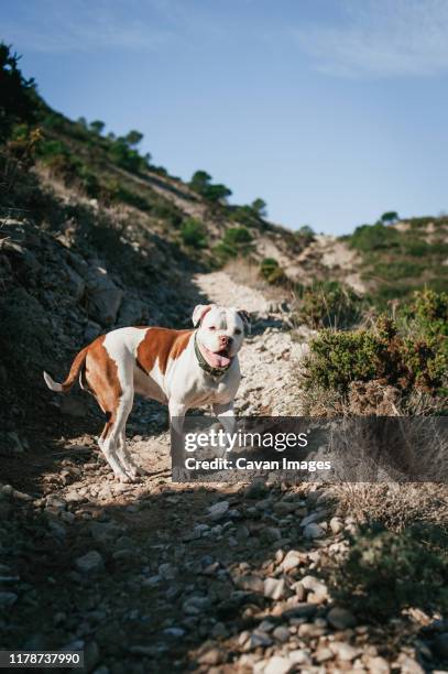 white and brown american bulldog playing in the mountains on sunny day - american bulldog stock pictures, royalty-free photos & images