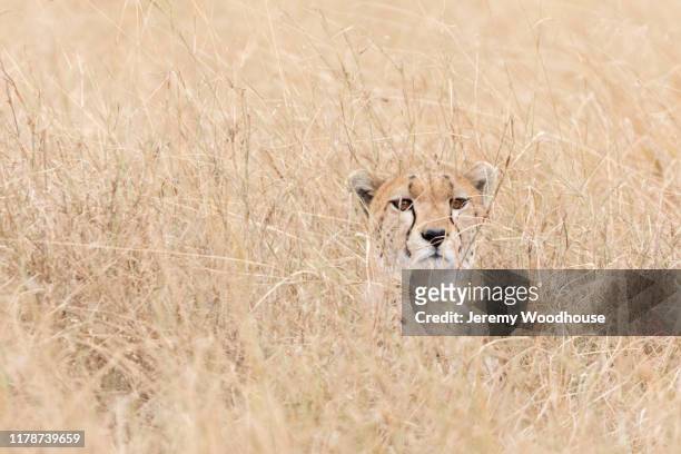 Portrait of a Cheetah Camouflaged in Tall Grass