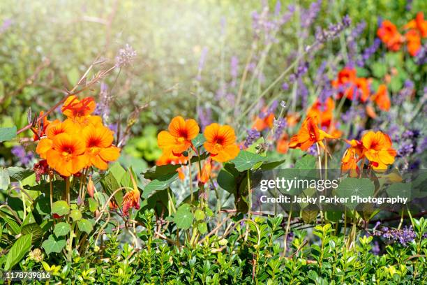 vibrant orange nasturtium flowers (tropaeolum majus) in a vegetable plot - kapuzinerkresse stock-fotos und bilder