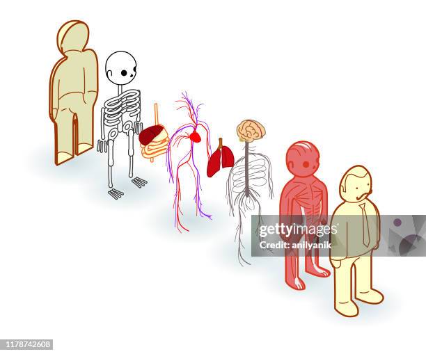 basic anatomy exploded - human skeletal system stock illustrations