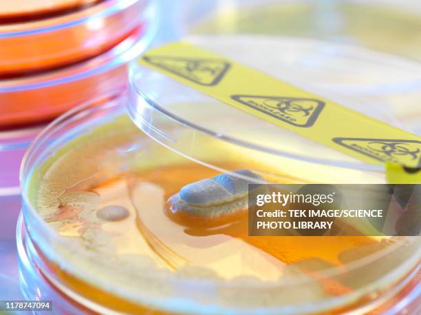 antibiotic testing, conceptual image - antibiotic resistant stock pictures, royalty-free photos & images