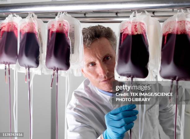 donor blood processing - blood bag stock pictures, royalty-free photos & images