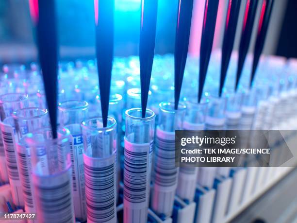 blood testing - medical research blood stock pictures, royalty-free photos & images