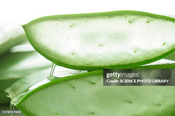 aloe vera - aloe slices stock pictures, royalty-free photos & images