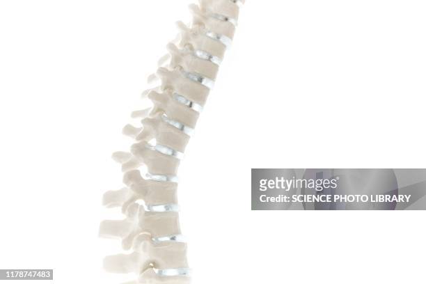 anatomical spine model - colonna vertebrale foto e immagini stock