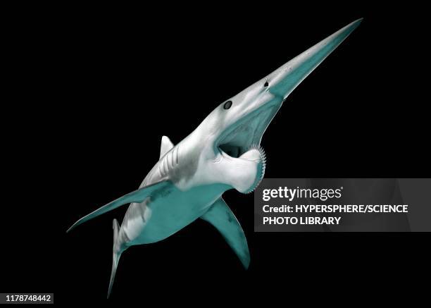 helicoprion prehistoric fish, illustration - helicoprion stock illustrations
