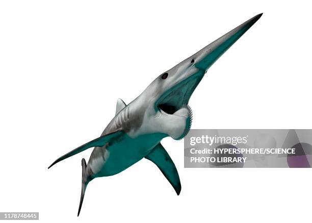 helicoprion prehistoric fish, illustration - helicoprion stock illustrations