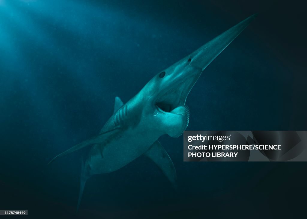Helicoprion prehistoric fish, illustration