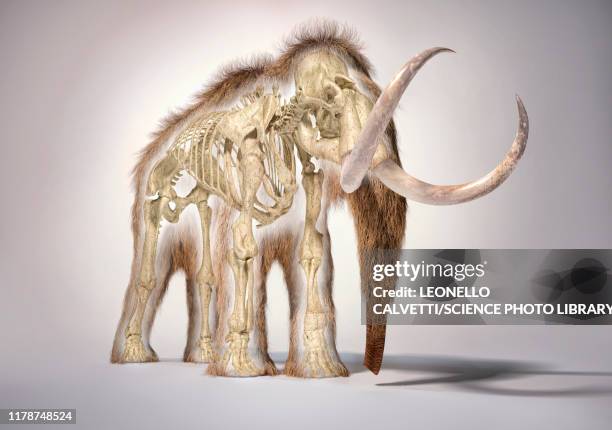 ilustrações, clipart, desenhos animados e ícones de woolly mammoth with skeleton, illustration - osso animal